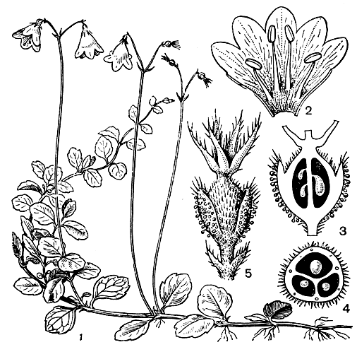 Рис. 200. Линнея северная (Linnaea borealis): 1 - общий вид растения с цветками и плодами; 2 - развернутый венчик с двусильными тычинками; 3 - продольный разрез завязи; 4 - поперечный разрез завязи; 5 - плодик, обросший клейкими железистыми прицветничками