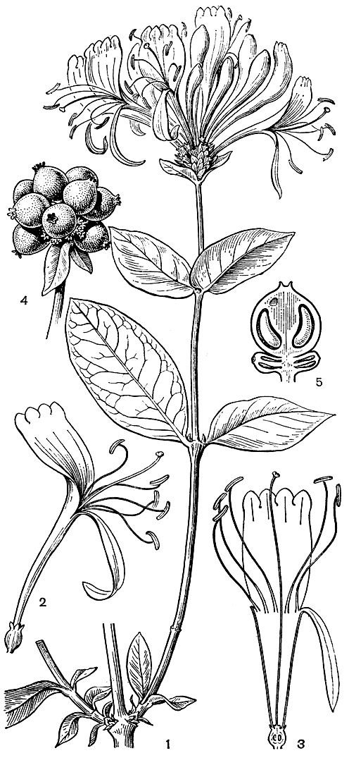 Рис. 201. Жимолость вьющаяся (Lonicera periclymenum): 1 - ветвь с цветками; 2 - цветок; 3 - продольный разрез цветка; 4 - плоды; 5 - разрез плода