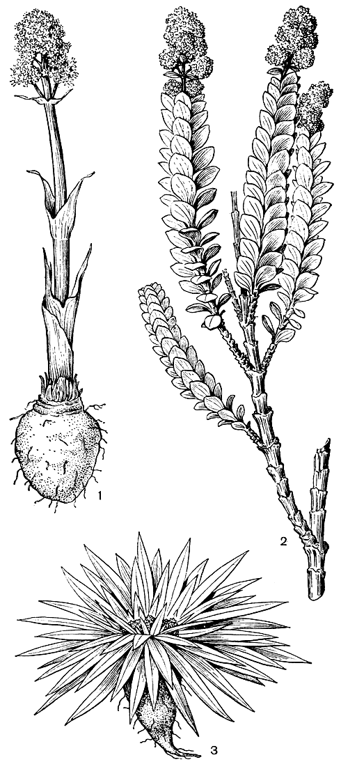 Рис. 202. Виды рода валерианы (Valeriana). 1 - валериана обнаженная (V. denudata); 2 - валериана бонпландская (V. bonplandicina); 3 - валериана жесткая (V. rigida)