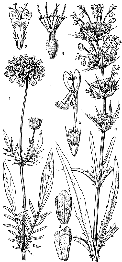 Рис. 204. Ворсянковые п мориновые. Скабиоза джунгарская (Scabiosa songarica): 1 - верхняя часть стебля с соцветием; 2 - отдельный цветок из внутреннего круга; 3 - зрелый плод. Морина кокандская (Morina kokanica); 4 - верхняя часть стебля с соцветием; 5 - цветок; 6 - плоды