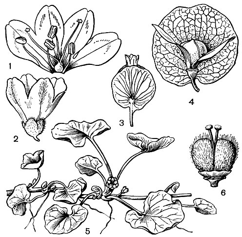 Рис. 206. Вьюнковые. Хильдебрандтия чашелистиковая (Hildebrandtia sepalosa): 1 - раскрытый мужской цветок (видны сморщенные рыльца); 2 - мужской цветок; 3 - женский цветок; 4 - плод (один из чашелистиков удален). Дихондра ползучая (Dichondra repens): 5 - общий вид растения; 6 - гинецей с гинобазическими столбиками