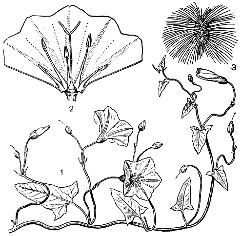 Рис. 207. Вьюнковые. Вьюнок полевой (Convolvulus arvensis): 1 - общий вид растения; 2 - развернутый цветок. Ипомея длиннотрубчатая (Ipomoea longituba): 3 - семя
