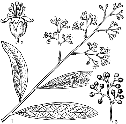 Рис. 210. Эретия тиниелистная (Ehretia tinifolia): 1 - ветвь с соцветием; 2 - цветок; 3 - ветвь с плодами