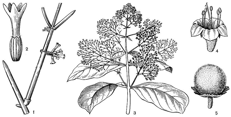 Рис. 212. Вербеновые. Неоспартон хвойниковидный (Neosparton ephedroides): 1 - цветущая ветвь; 2 - цветок. Тектона большая, или тековое дерево (Tectona grandis): 3 - цветущая ветвь; 4 - цветок; 5 - плод