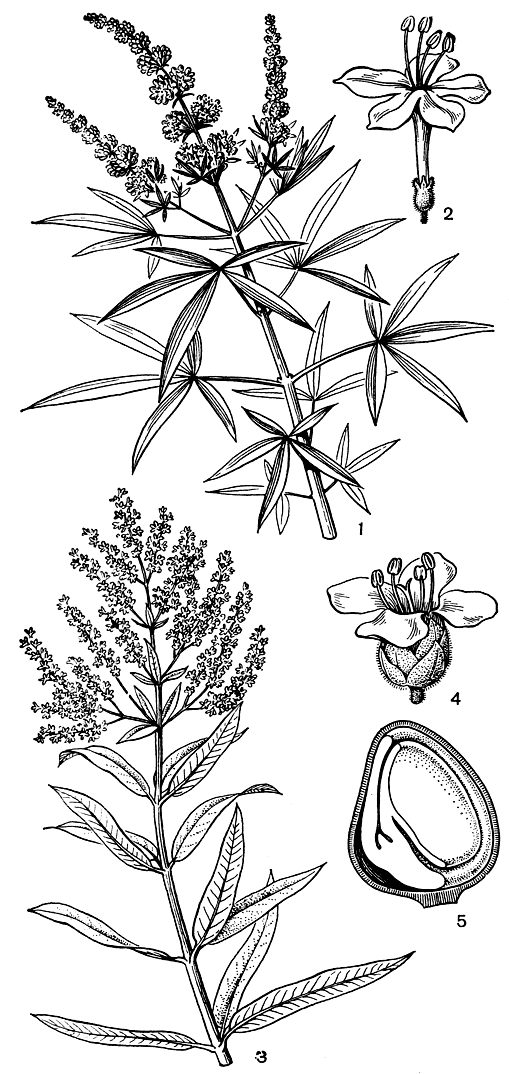 Рис. 213. Вербеновые. Витекс священный (Vitex agnuscastus): 1 - цветущая ветвь; 2 - цветок. Алоизия трехлистная (Aloysia triphylla): 3 - цветущая ветвь. Авиценния войлочная (Avicennia tomentosa): 4 - цветок; 5 - плод