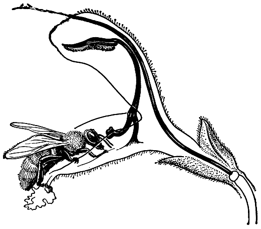 Рис. 216. Схематичный продольный разрез цветка шалфея (Salvia) с насекомым опылителем