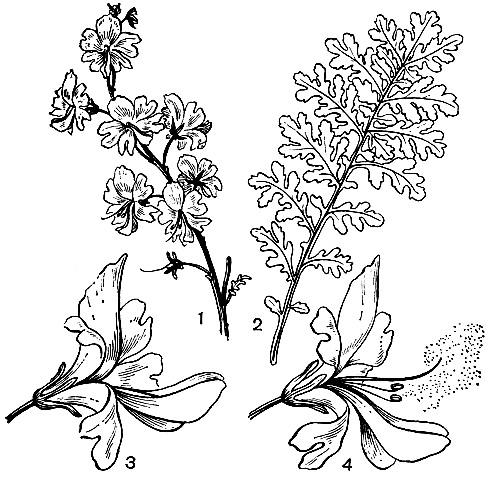 Рис. 219. Схизантус перистый (Schizanthus pinnatus): 1 - соцветие; 2 - лист; 3 - цветок; 4 - момент рассеивания пыльцы