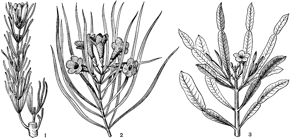 Рис. 223. Цветущие ветви бигнониевых: 1 - анемопегма смолоносная (Anemopaegma mirandum); 2 - хилопсис линейный (Chilopsis linearis); 3 - филлартрон мадагаскарский - (Phyllarthron madagascariense)