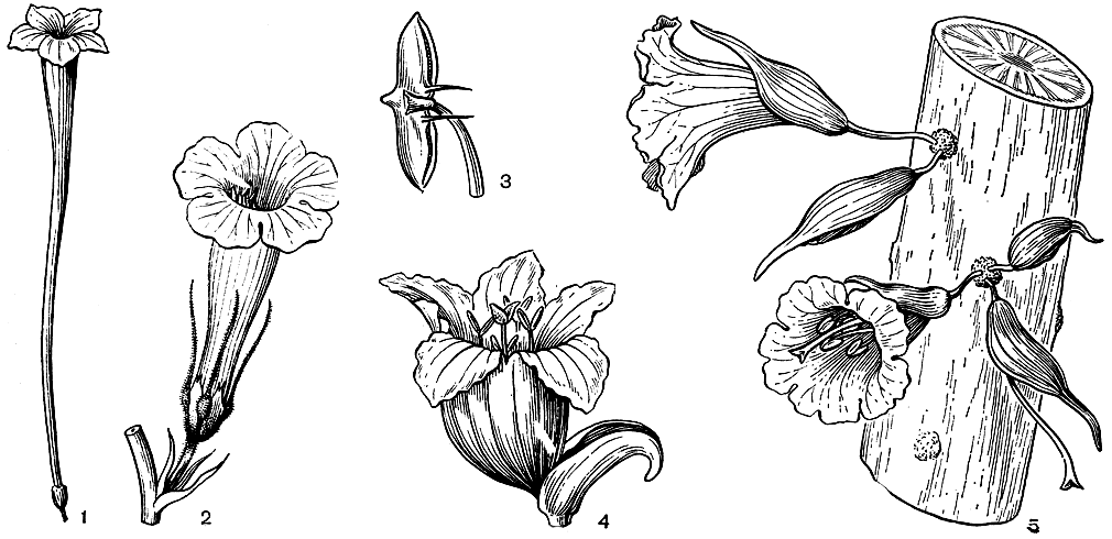 Рис. 224. Бигнониевые. Танециум длинновенчиковы и (Tanaecium praelongum): 1 - цветок. Инкарвиллея китайская (Incarvillea sinensis): 2 - цветок; 3 - пыльник. Спатодея колокольчатая (Spathodea campanulata): 4 - цветок. Парментьера свеченосная (Parmentiera cereifera): 5 - цветки на старой ветви