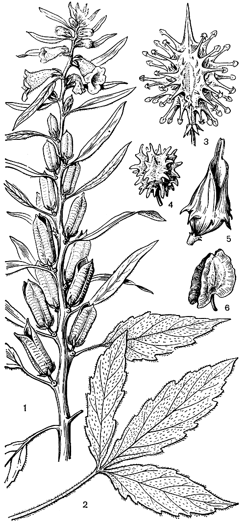Рис. 225. Педалиевые. Кунжут индийский (Sesamum indicum): 1 - ветвь с цветками и плодами; 2 - стеблевой лист. Плоды педалиевых: 3 - ункарина звездочконосная (Uncarina stellulifera); 4 - жозефиния крупноцветковая (Josephinia grandiflora); 5 - педалиум колючий (Pedalium murex); 6 - птеродискуе прекрасный (Pterodiscus speciosus)