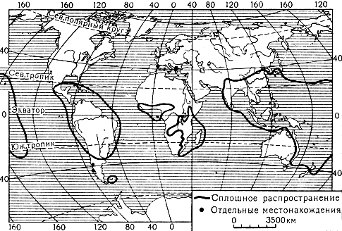 Карта 14. Ареал семейства геснериевых