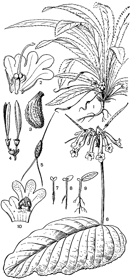 Рис. 227. Геснериевые. Дидимокарпус стройночешуйчатый (Didymocarpus gracilipes): 1 - общий вид растения; 2 - цветок в развернутом виде. Дидимокарпус крупнолистный (D. macrophylla): 3 - семя; 4 - коробочки. Эсхинантус паразитический (Aeschynanthus parasiticus): 5 - семя. Стрептокарпус трубчатоцветковый (Streptocarpus solenanthus): 6 - общий вид растения. 7, 8,9 - схема развития однолистных стрептокарпусов. Монофиллея особая (Monophyllaea singularis): 10 - цветок в развернутом виде