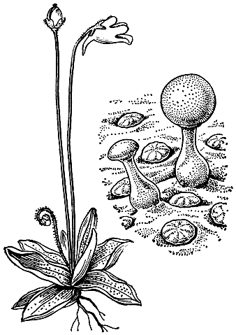 Рис. 233. Жирянка обыкновенная (Pingvicula vulgaris): справа - слизевые желёзки на ножках и пищеварительные сидячие желёзки на поверхности листа