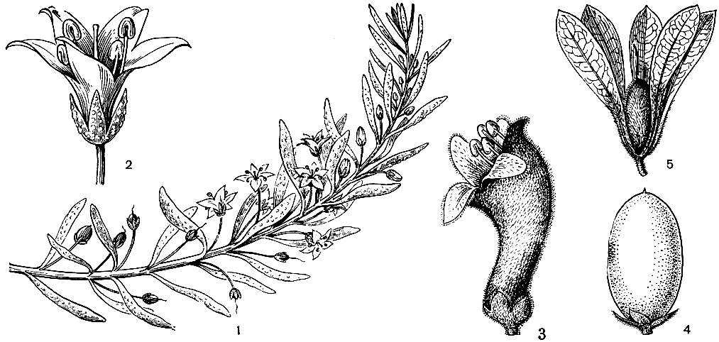 Рис. 234. Миопоровые. Миопорум низкий (Myoporum humile): 1 - цветущая ветвь; 2 - цветок. Эремофила длиннолистная (Eremophila longifolia): 3 - цветок; 4 - плод. Эремофила супротивнолистная (E. oppositifolia): 5 - плод с чашечкой