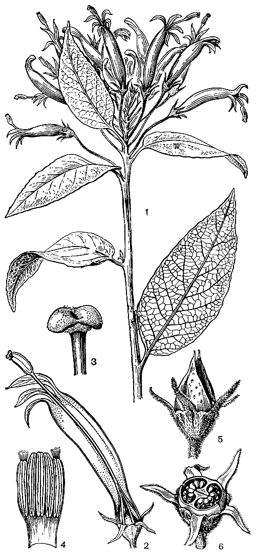 Рис. 241. Сифокампилус сетчатый (Siphocampylus reticulatus): 1 - ветвь с цветками; 2 - цветок; 3 - верхушка столбика с раскрывшимся рыльцем; 4 - развернутая верхняя часть трубки пыльников; 5 - плод; 6 - поперечный разрез плода
