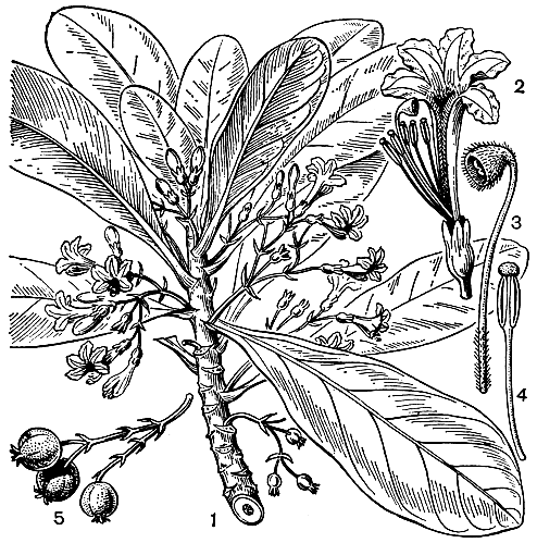 Рис. 243. Сцевола таккада (Scaevola taccada): 1 - ветвь с цветками; 2 - цветок; 3 - столбик и рыльце; 4 - тычинка; 5 - плоды