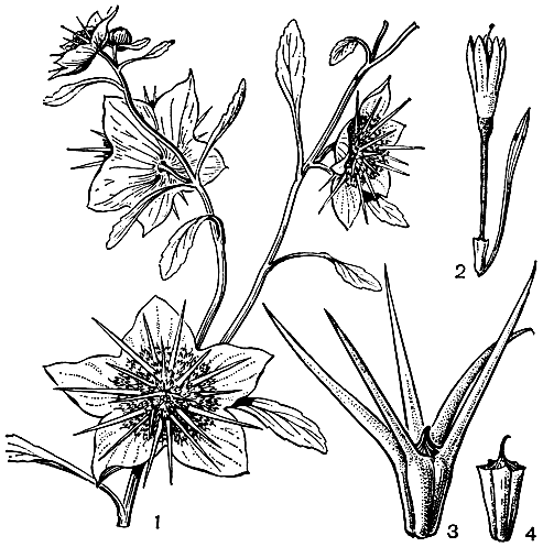 Рис. 244. Калицера синеголовнпковая (Calycera егунgioides): 1 - верхняя часть растения с головчатыми соцветиями, окруженными оберткой; 2 - венчик цветка с выступающим столбиком; 3 - плод из центральной части соплодия: 4 - плод из периферической части соплодия