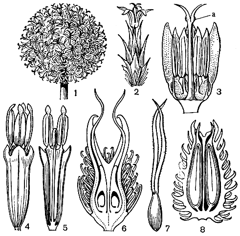 Рис. 246. Сложноцветные. Мордовник шароносный (Echinops globifer): 1 - сложное головчатое соцветие; 2 - отдельное соцветие; 3 - цветок, венчик частично удален (а - собирательные волоски на столбике). Дурнишник восточный (Xanthium orientale): 4 - мужской цветок; 5 - то же самое в продольном разрезе; 6 - женское соцветие в продольном разрезе; 7 - женский цветок; 8 - соплодие в продольном разрезе (слегка увеличено)