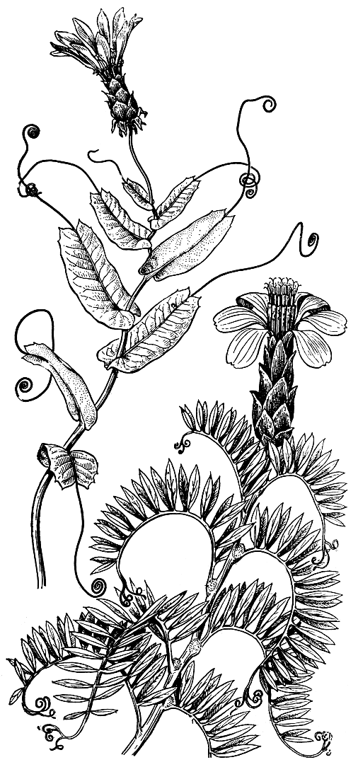 Рис. 247. Лианы из рода мутисия (Mutisia): вверху - мутисия красивая (M. pulchella); внизу - мутисия заостренная (M. acuminata)
