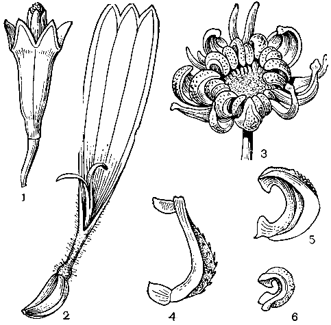 Рис. 249. Календула лекарственная, или ноготки (Calendula officinalis): 1 - срединный цветок на мужской фазе; 2 - краевой цветок, женский; 3 - соплодие, стерильные срединные цветки опали (слегка увеличено); 4, 5, 6 - разные типы плодов семянок календулы