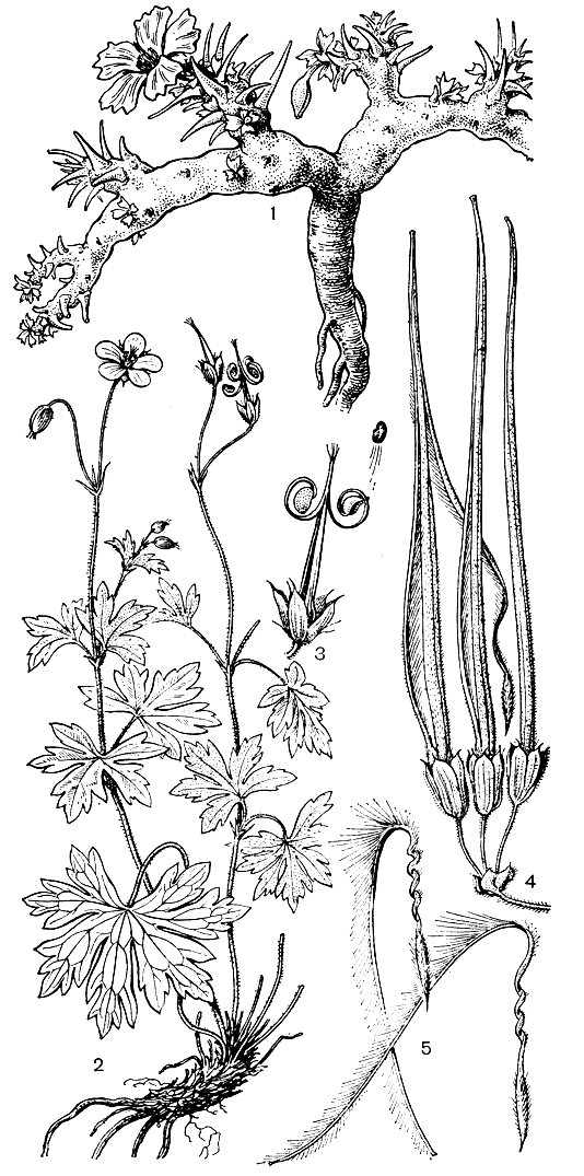 Рис. 146. Гераниевые. Саркокаулон жесткий (Sarcocaulon rigidum): 1 - общий вид. Герань болотная (Geranium palustre): 2 - общий вид; 3 - коробочка после растрескивания с выбрасывающимся семенем. Журавельник древовидный (Erodium arborescens): 4 - коробочки; 5 - плодики