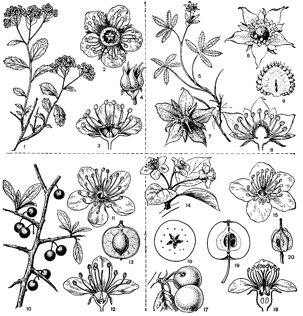 Рис. 89. Основные типы строения цветков и плодов розовых. Спирея лежачая (Spiraea decumbens): 1 - ветвь с цветками; 2 - цветок; 3 - цветок в разрезе; 4 - плод-мяоголистовка. Сабельник болотный (Comarum palustre): 5 - побег с цветком; 6 - цветок; 7 - цветок снизу, видна чашечка с подчашием; 8 - разрез цветка; 9 - разрез через разросшееся коническое цветоложе, покрытое плодиками-орешками. Слива колючая, или терн (Prunus spinosa): 10 - ветвь с плодами; 11 - цветок; 12 - разрез цветка; 13 - разрез плода-костянки. Яблоня лесная (Malus sylvestris): 14 - побег с цветками; 15 - цветок; 16 - разрез цветка; 17 - плоды-яблоки; 18 - поперечный разрез плода; 19 - продольный разрез плода; 20 - отпрепарированная внутренняя хрящевая часть плодолистиков
