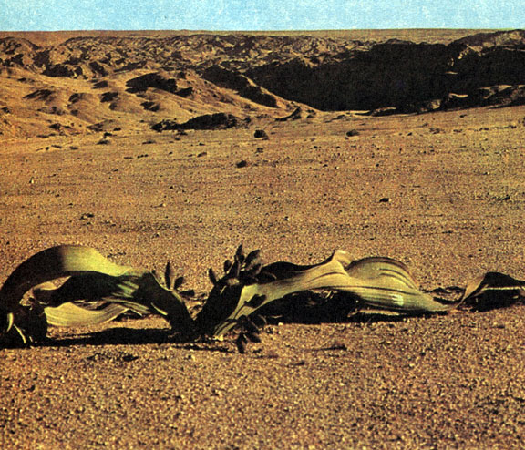   (Welwitschia mirablis) -    ()