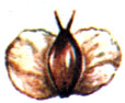   (Betula pubescens), . 