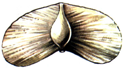 Terminalia bialata, . Combretaceae