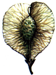   (Ulmus minor, = U.suberosa), . 