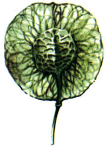   (Ptelea trifoliala), . 