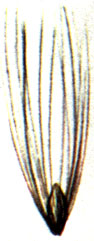   (Eriophorum angustifolium, = . polystachyon),. 