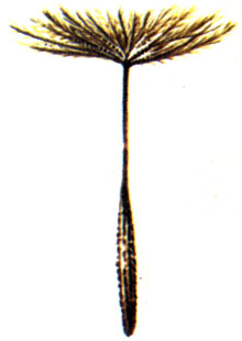   (Tragopogon pratensis), . ,  