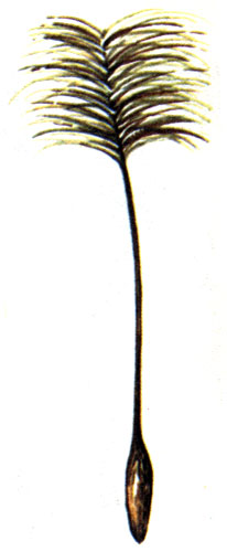  (Strophanthus hispidus), . 