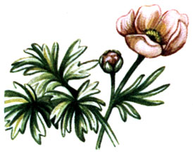   Ranunculus glacialis
