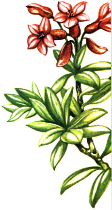   Rhododendron hirsutum