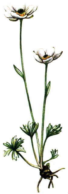   Ranunculus alpestris