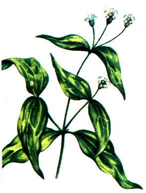  Galinsoga parviflora
