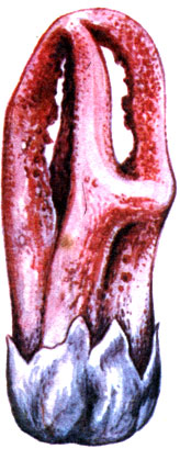 Laternea columnata