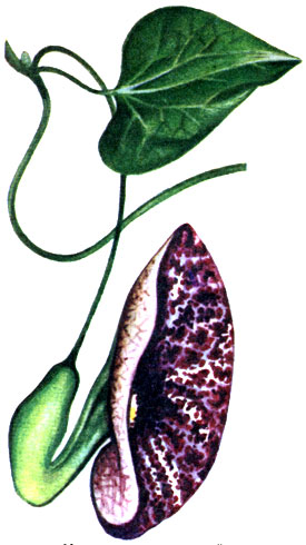   Aristolochia elegans