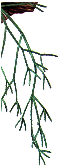 Rhipsalis cassutha