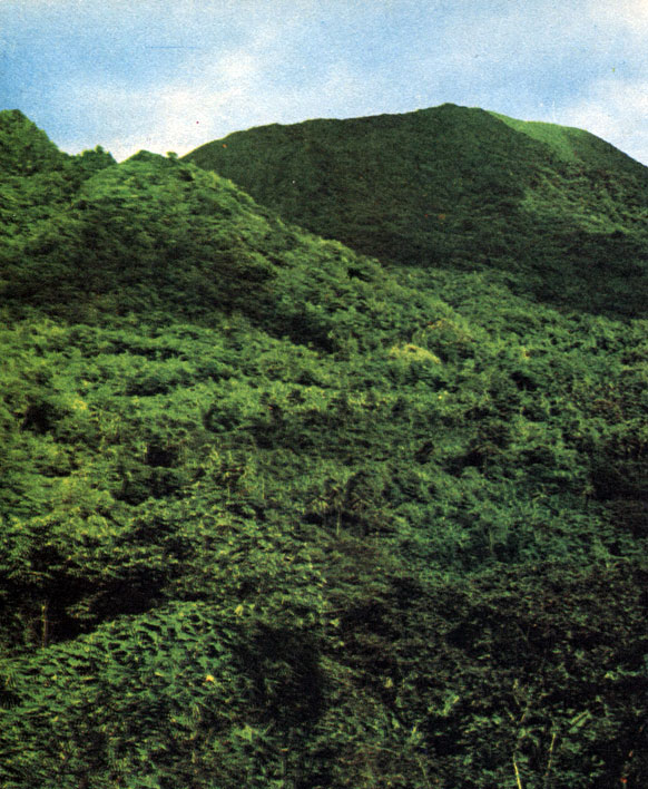 Тропические горные леса