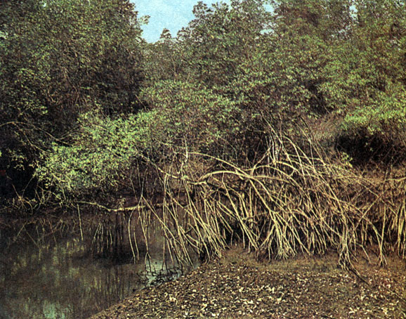    Rhizophora mangle (  )  Lagun- cularia racemosa   -  