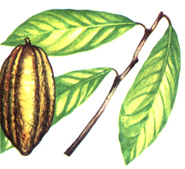   Theobroma cacao