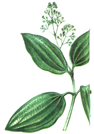   Cinnamomum zevlanicum