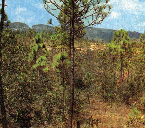   (Pinus tropicalis) -      -  