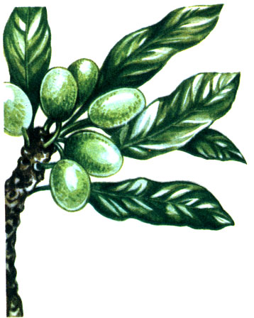   Butyrospermum parkii