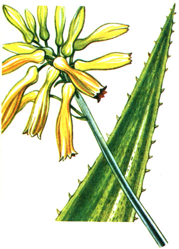 Aloe macrantha