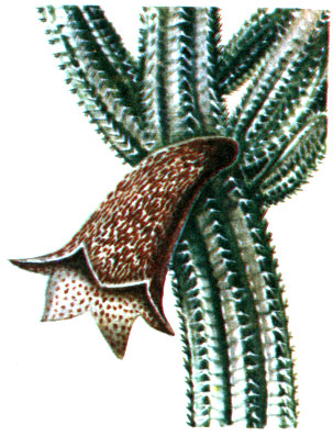 Tavaresia grandiflora
