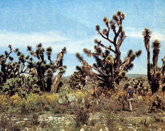  (Yucca)    ().       